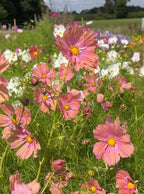 Cosmos Apricotta – pink blooms with yellow centres in a sunny cutting patch