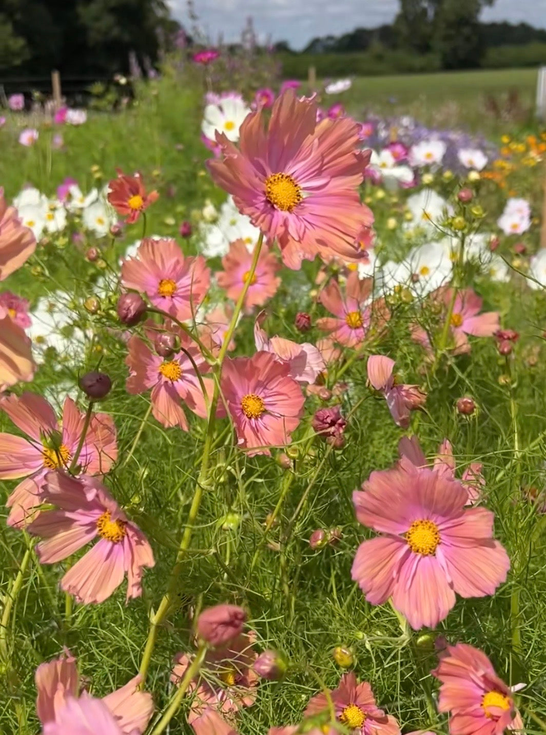 Cosmos Apricotta – pink blooms with yellow centres in a sunny cutting patch