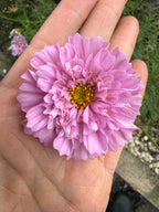 Cosmos Double Click Rose Bon Bon – fully double pink bloom on an open palm