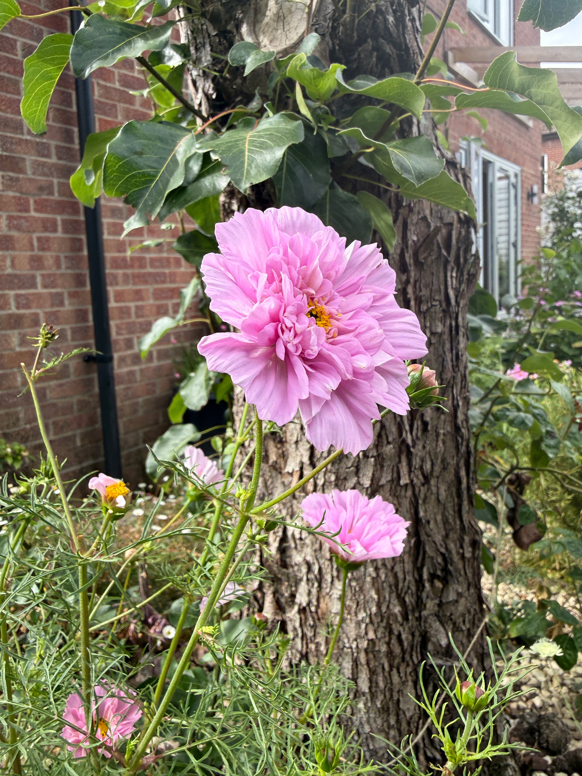 Cosmos Double Click Rose Bon Bon flowering by a tree trunk and brick wall