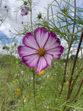 Cosmos Fizzy Rose (Cosmos bipinnatus) – white flower with deep magenta edges against the sky