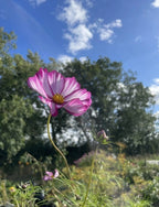 Cosmos Fizzy Rose – semi-double pink and white blooms with trees and blue sky