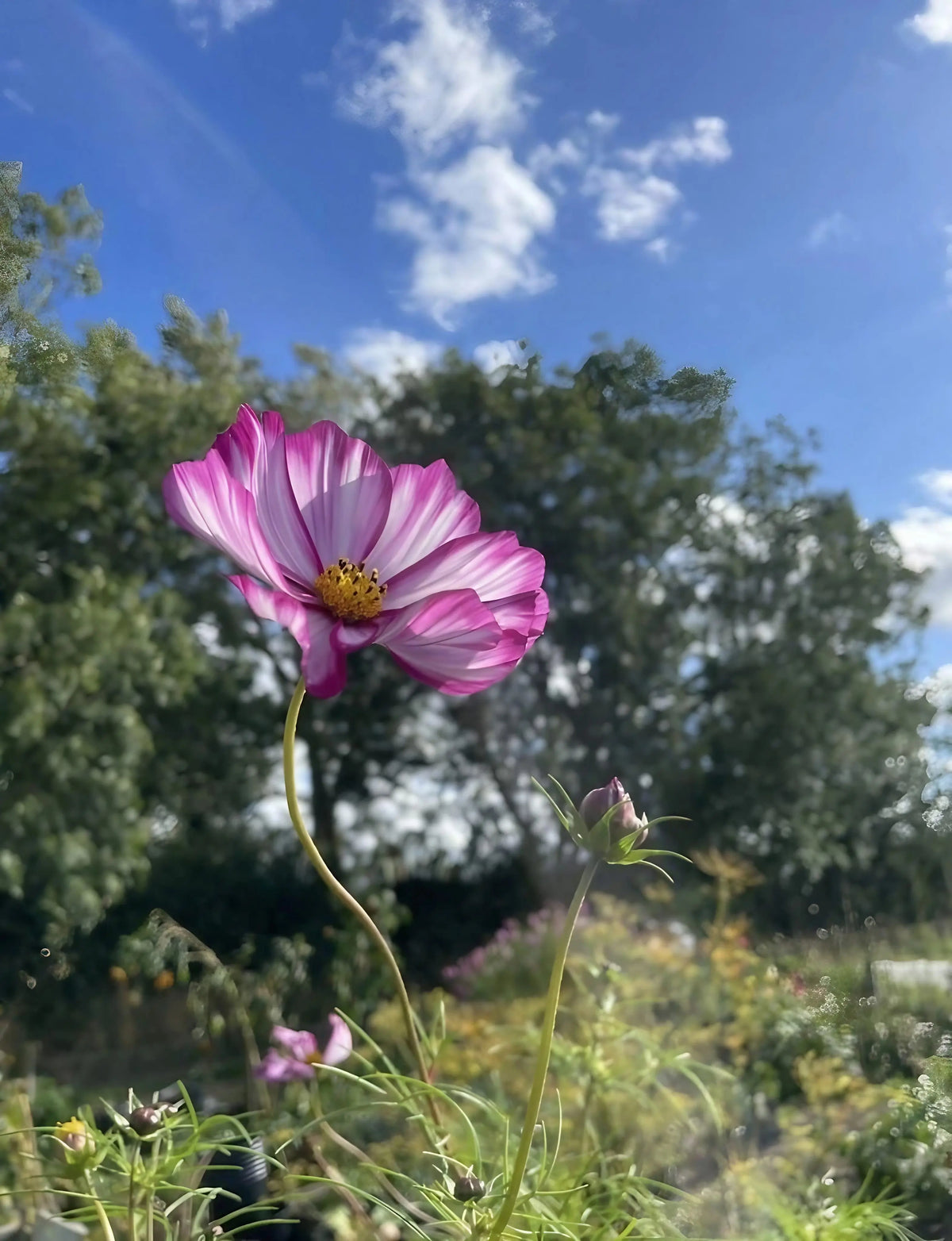 Cosmos Fizzy Rose – semi-double pink and white blooms with trees and blue sky