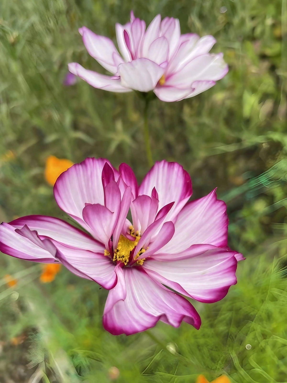 Two pink and white semi-double Cosmos Fizzy Rose flowers with yellow centres