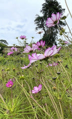 Cosmos Fizzy Rose – pink semi-double flowers on tall green stems in a field