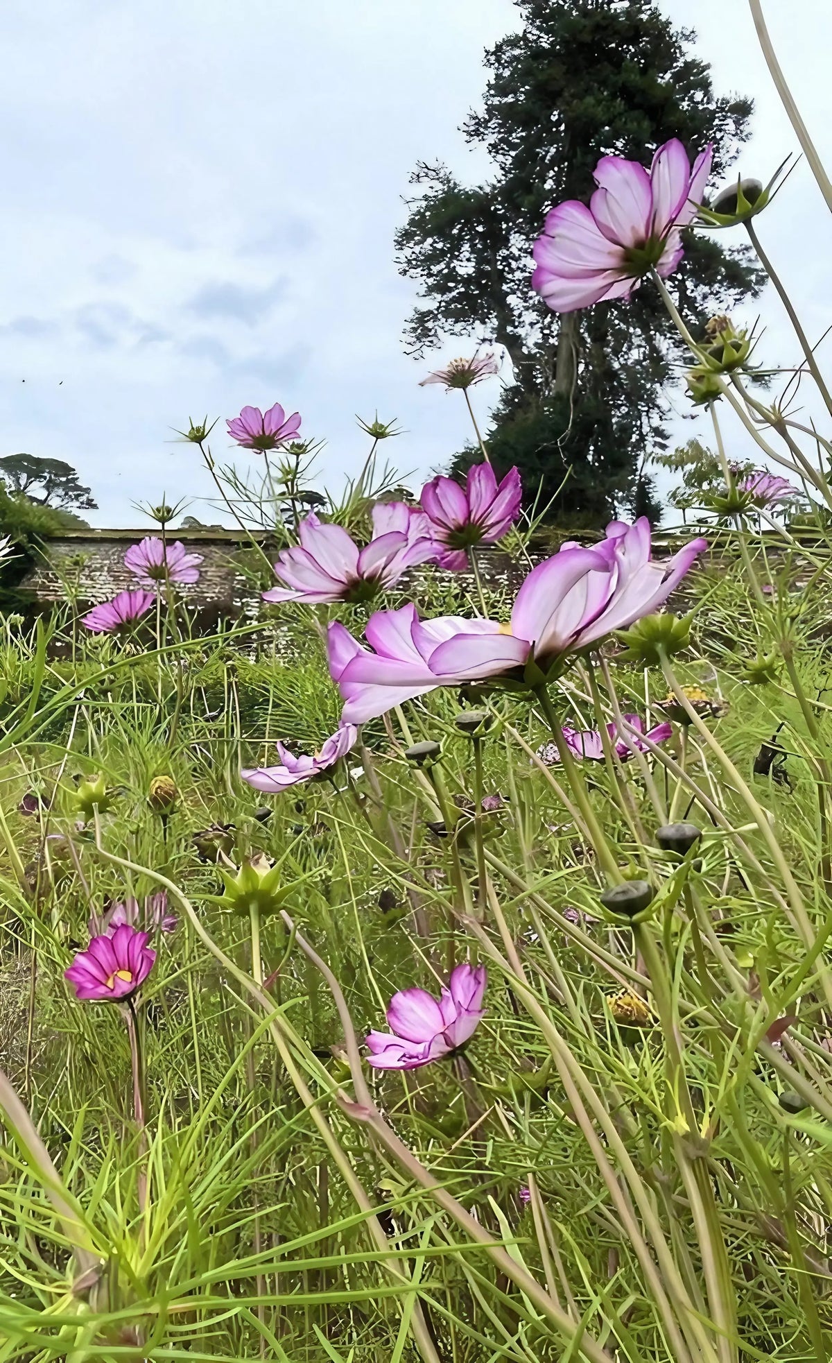 Cosmos Fizzy Rose – pink semi-double flowers on tall green stems in a field