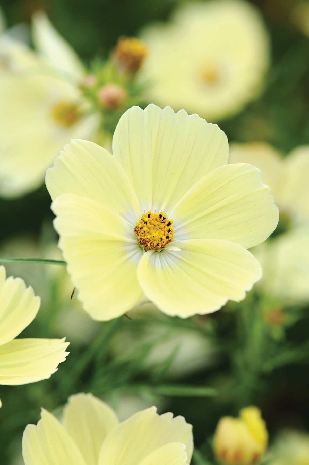Cosmos Lemonade – close-up of a single pale lemon-yellow flower