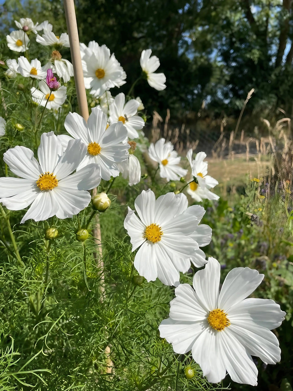 Cosmos Purity – white blooms with yellow centres and lush green foliage