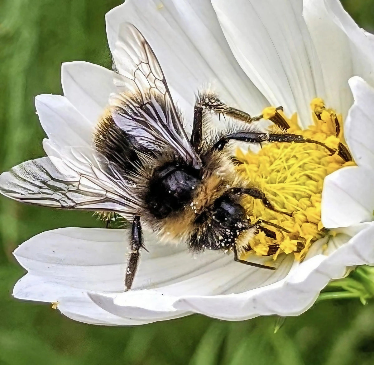 Bumblebee gathering pollen from the yellow centre of a Cosmos Purity flower