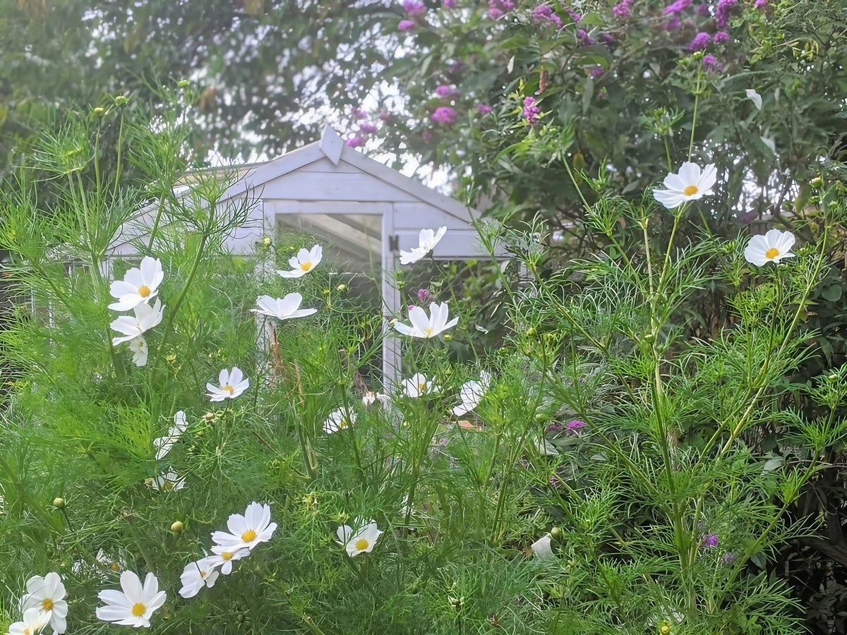 Cosmos Purity in flower in front of a small white shed with purple flowers nearby