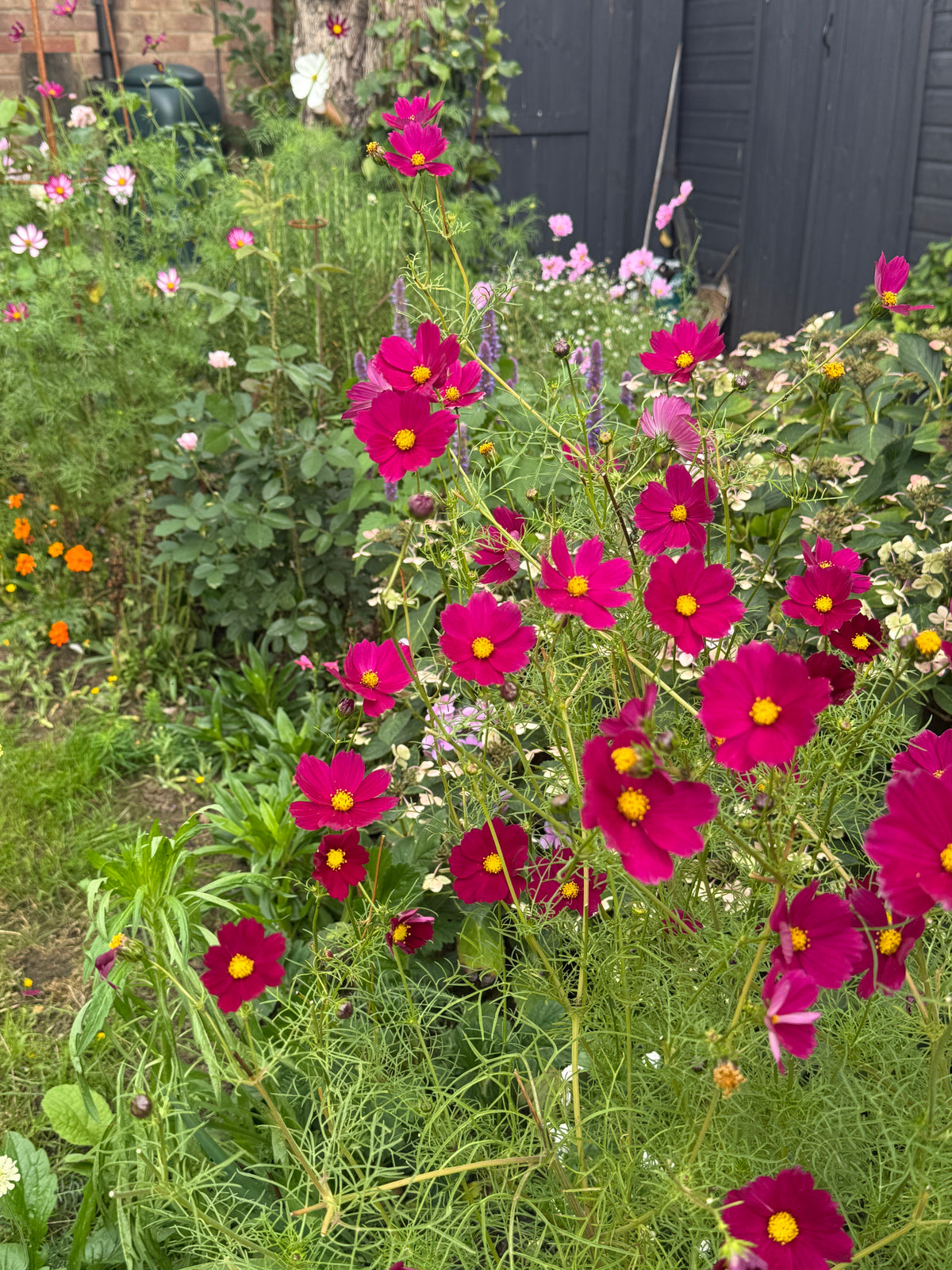 Cosmos Sensation Dazzler – tall clump of crimson flowers in front of a dark fence