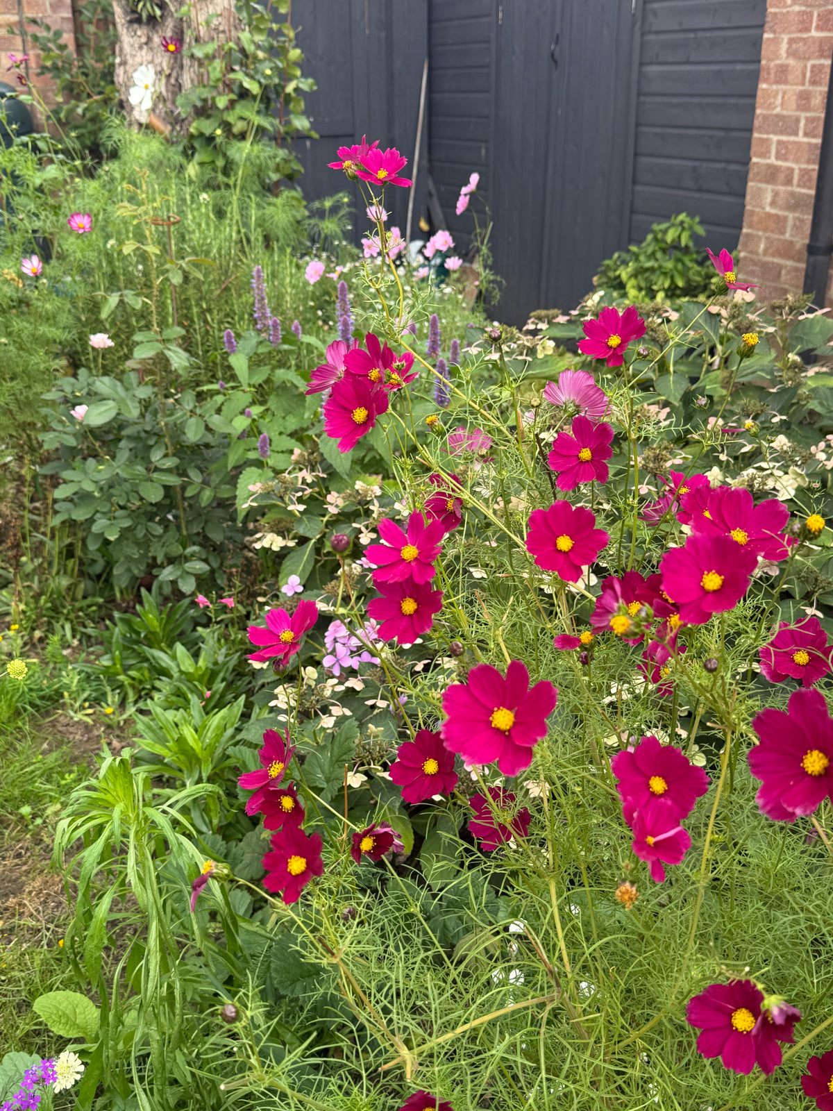 Cosmos Sensation Dazzler – mass of crimson and pink flowers on feathery foliage