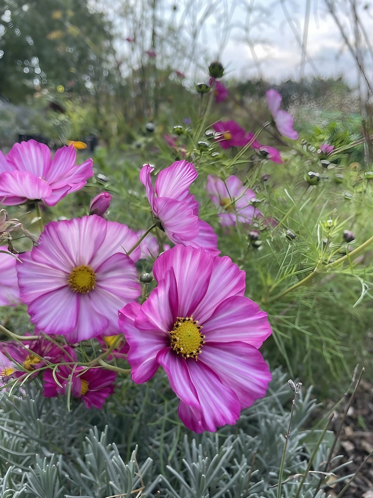 Cosmos Sensation Mixed – pink flowers with yellow centres, foliage and buds