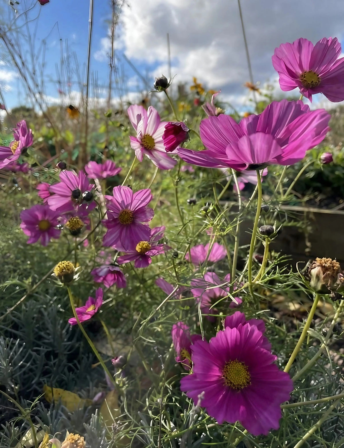 Pink and purple Cosmos Sensation Mixed in a garden bed under a partly cloudy sky