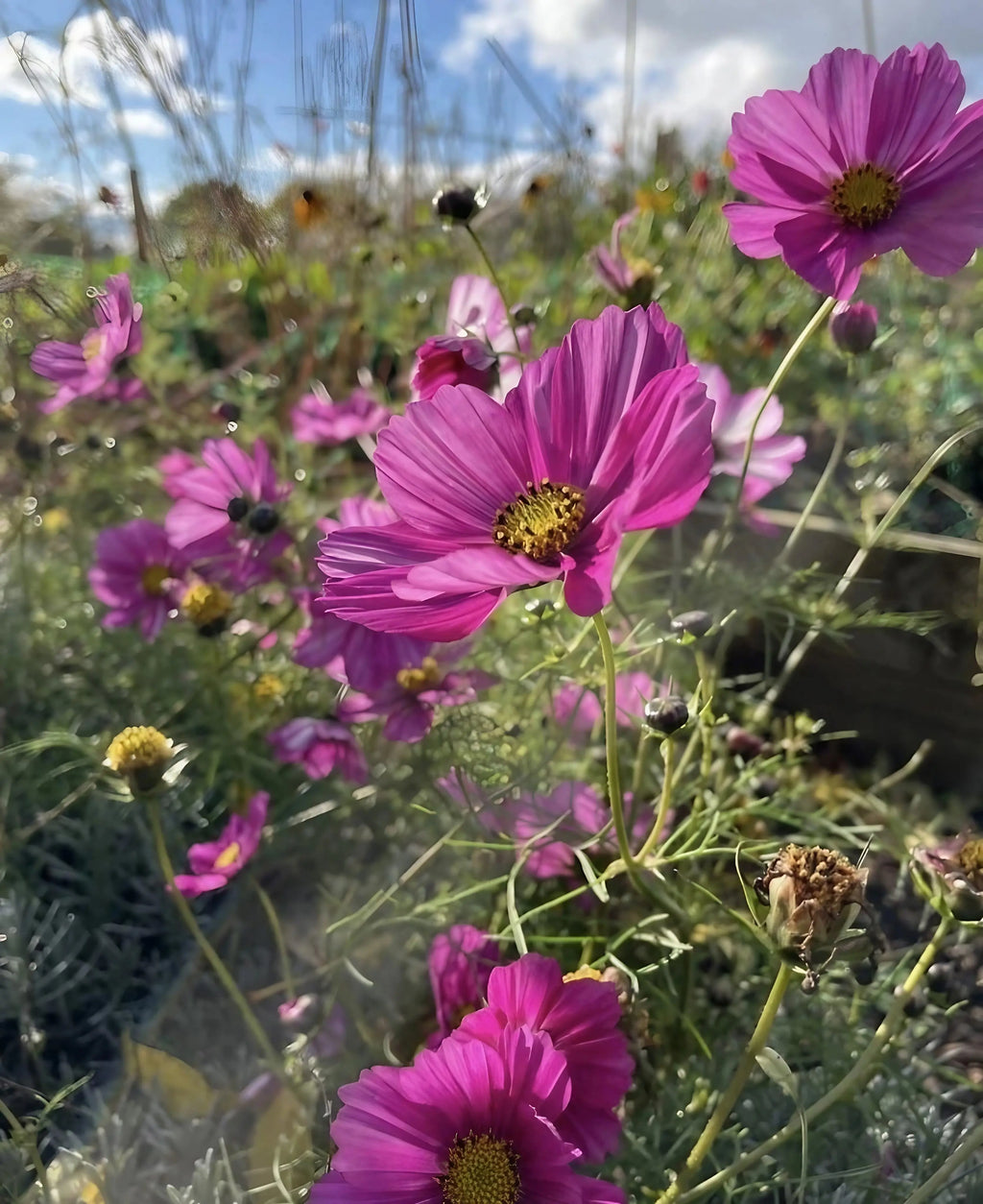 Cosmos Sensation Mixed – pink blooms with dewy foliage and blue sky