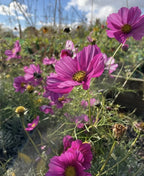 Cosmos Sensation Mixed – pink blooms with dewy foliage and blue sky