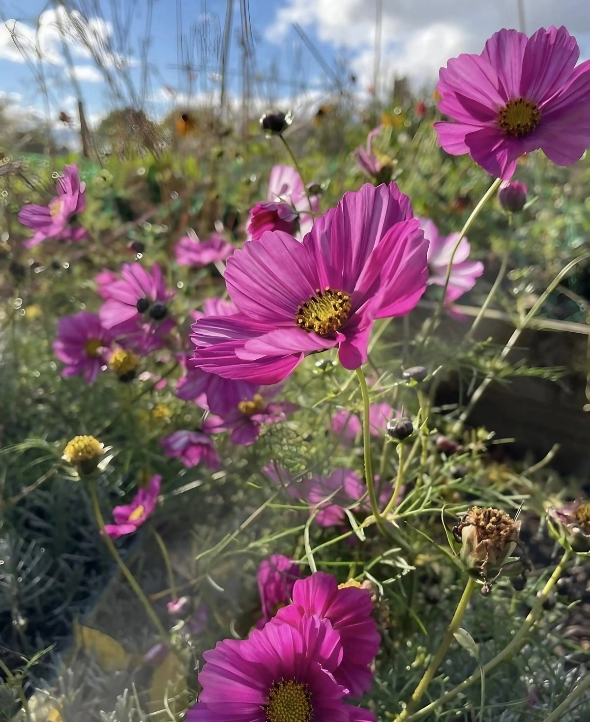 Cosmos Sensation Mixed – pink blooms with dewy foliage and blue sky