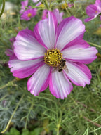 Bee on a pink and white Cosmos Sensation Mixed flower