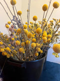 A close-up of Craspedia Dried by Bishy Barnabees Cottage Garden, featuring yellow round blooms in a black bucket, surrounded by dried flowers and stems against a light-colored wall.