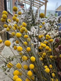 A close-up photo of a bouquet with Craspedia Dried by Bishy Barnabees Cottage Garden, featuring yellow Billy Buttons, white blooms, and other dried flowers, captured outdoors near a house and garden structure.