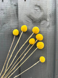 Seven yellow Craspedia Dried stems from Bishy Barnabees Cottage Garden are arranged diagonally with their long, thin stems against a dark gray wooden fence background.