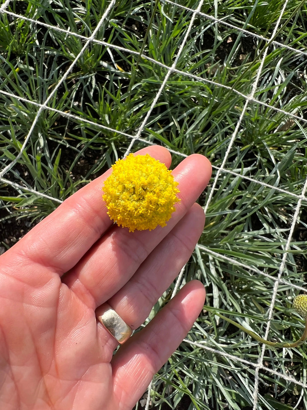 A hand holds a Craspedia Drumstick flower by Bishy Barnabees Cottage Garden; it's small, round, and bright yellow, with green grass and a white grid in the background.