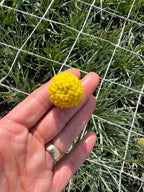 A hand holds a Craspedia Drumstick flower by Bishy Barnabees Cottage Garden; it's small, round, and bright yellow, with green grass and a white grid in the background.