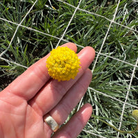 A hand holds a Craspedia Drumstick flower by Bishy Barnabees Cottage Garden; it's small, round, and bright yellow, with green grass and a white grid in the background.