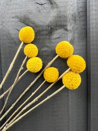 Seven vibrant Craspedia Drumstick stems from Bishy Barnabees Cottage Garden are set against a dark wooden background with a subtle carved face—ideal for eye-catching dried flower arrangements.