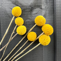 Seven vibrant Craspedia Drumstick stems from Bishy Barnabees Cottage Garden are set against a dark wooden background with a subtle carved face—ideal for eye-catching dried flower arrangements.