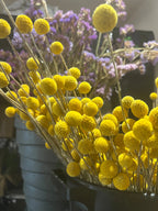 A close-up of Bishy Barnabees Cottage Garden’s Craspedia Drumstick in a black container, with purple statice flowers in the background—a striking addition to indoor dried flower displays.