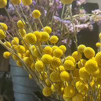 A close-up of Bishy Barnabees Cottage Garden’s Craspedia Drumstick in a black container, with purple statice flowers in the background—a striking addition to indoor dried flower displays.