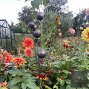 Bespoke Cluster of 5 Cups or Balls | Norfolk Steel Garden Feature