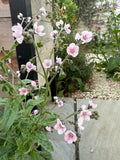 Cynoglossum Mystery Rose – soft pink flowers and green leaves by a stone and gravel path