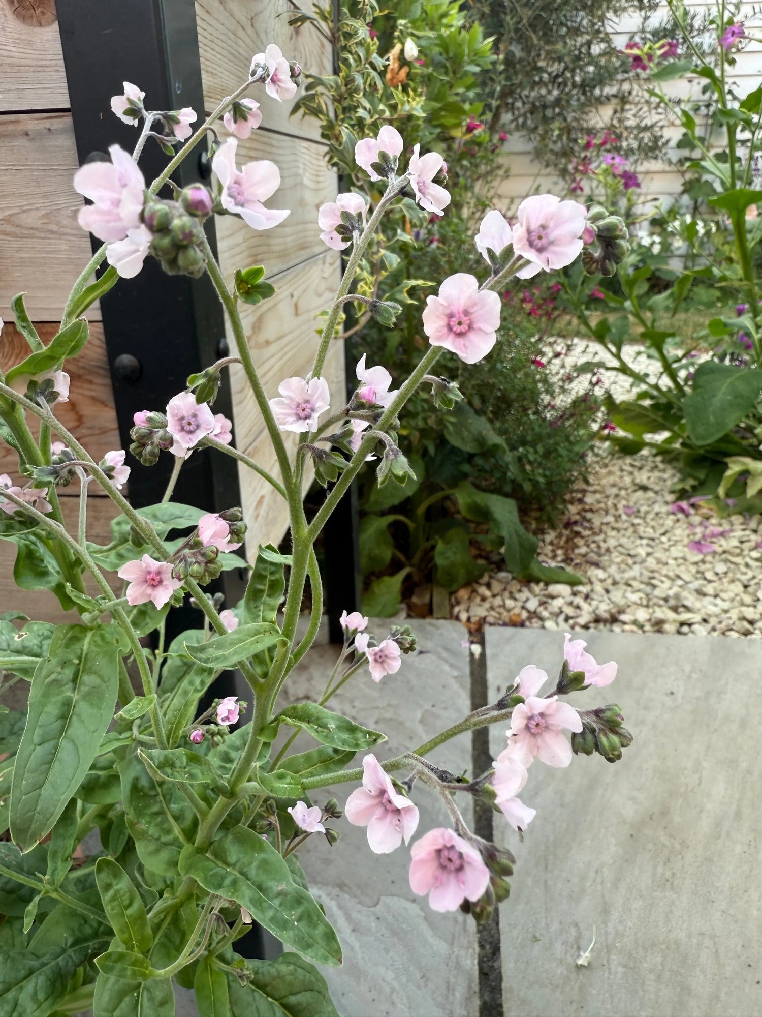 Cynoglossum Mystery Rose - Bishy Barnabees Cottage Garden Ltd