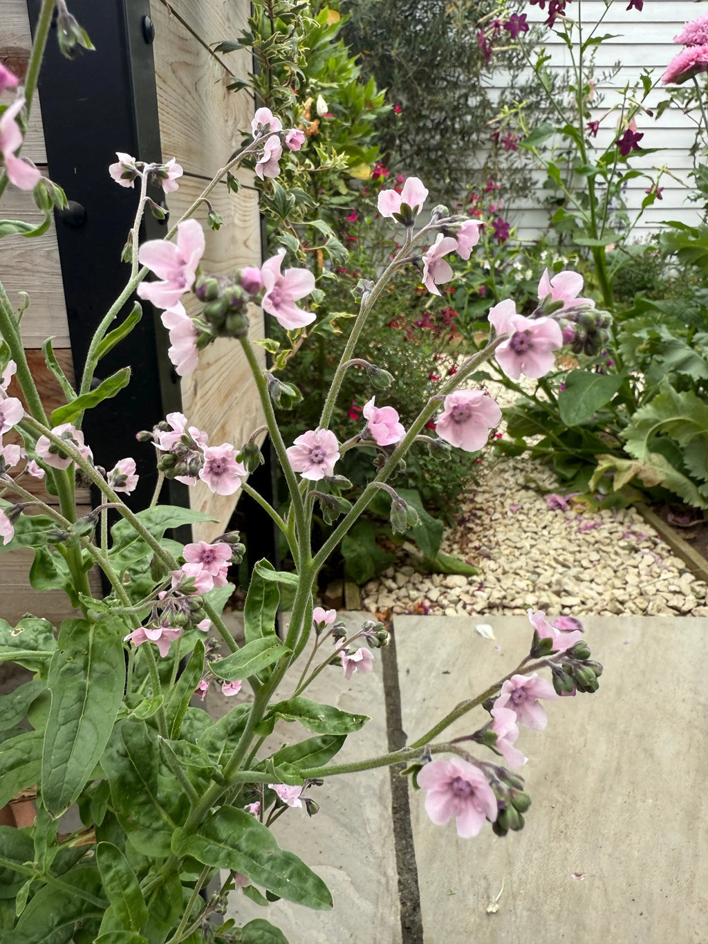 Cynoglossum Mystery Rose foliage beside a stone path with a wooden fence behind