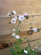 Cynoglossum Mystery Rose – light pink and white flowers in front of a wooden fence