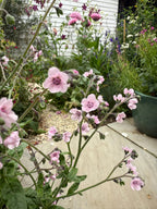 Cynoglossum Mystery Rose – light pink flowers near a stone path and white house wall