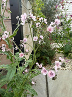 Cynoglossum Mystery Rose – slender stems with small pale pink flowers among paving