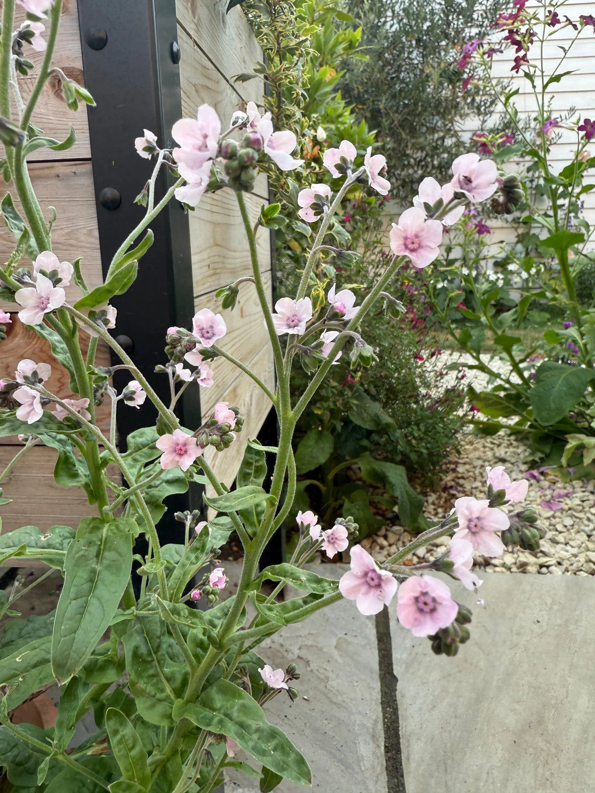 Cynoglossum Mystery Rose – slender stems with small pale pink flowers among paving