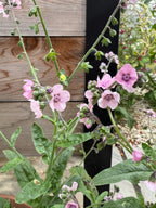Cynoglossum Mystery Rose – tall plant with long leaves and clusters of soft pink flowers