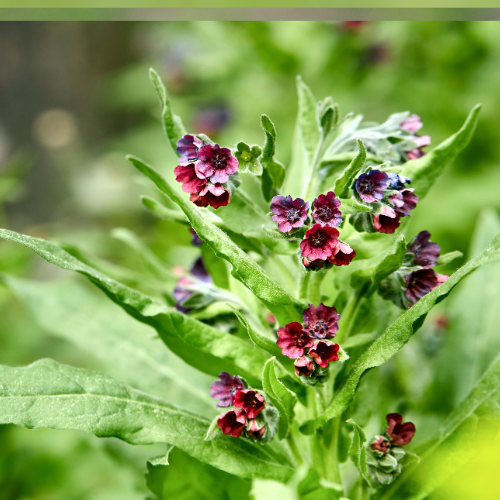 Cynoglossum officinale (hound's tongue) – clusters of deep red and purple flowers