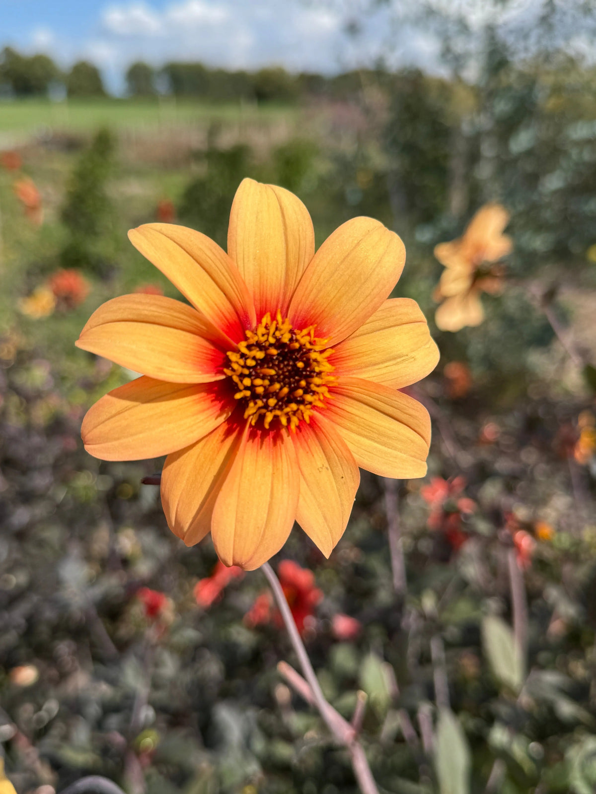 Dahlia Bishops Children Mix – orange flower with a red-yellow centre above dark foliage