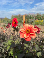 Dahlia Bishops Children Mix – orange and red flower under a partly cloudy sky