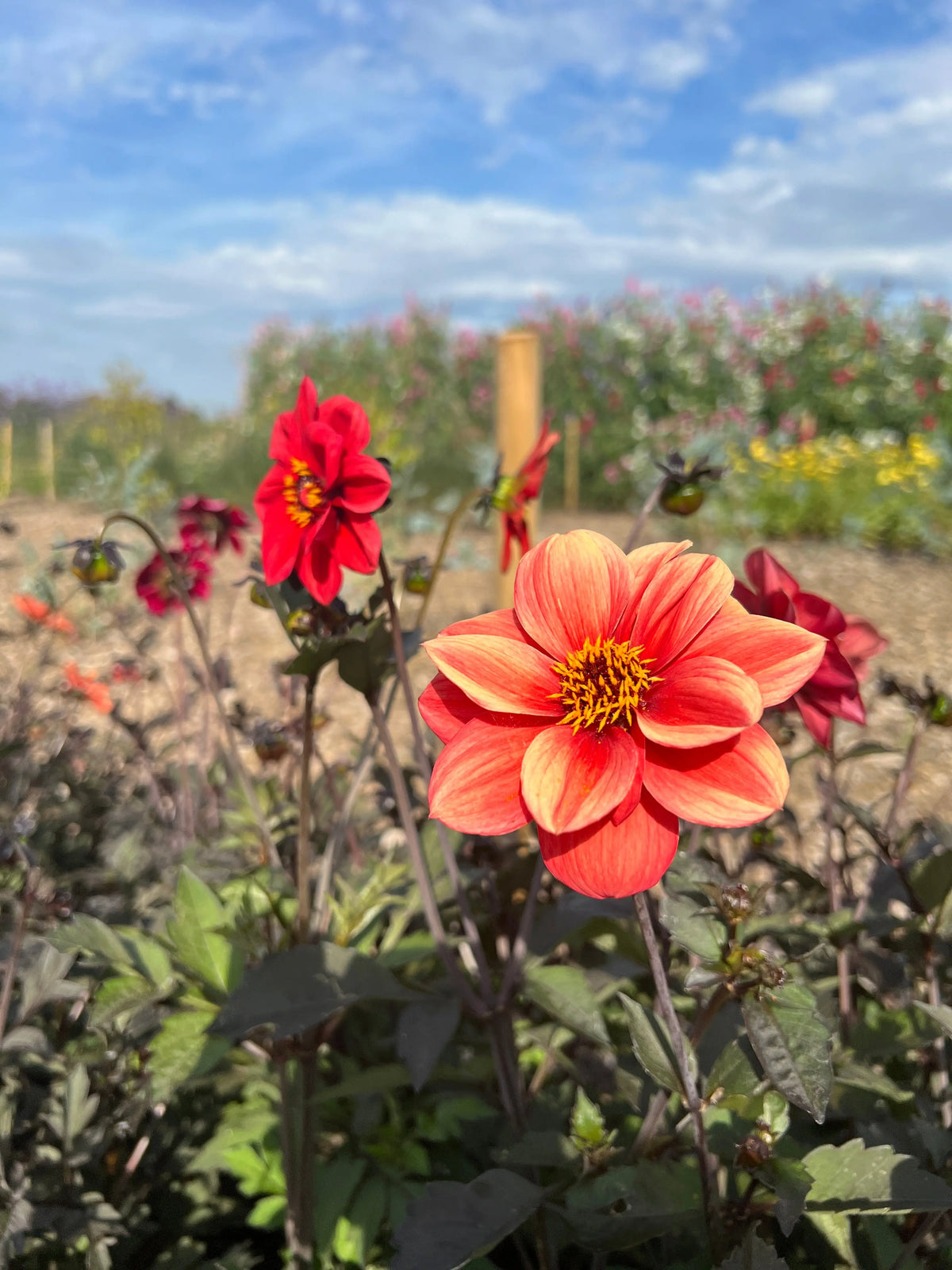 Dahlia Bishops Children Mix – orange and red flower under a partly cloudy sky