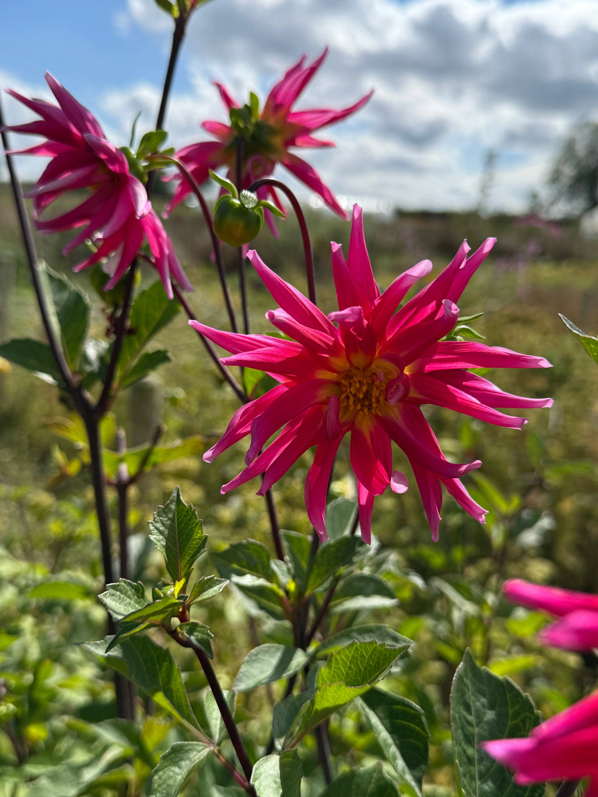 Dahlia Cactus Mixed (Dahlia variabilis) – spiky bright blooms against blue sky