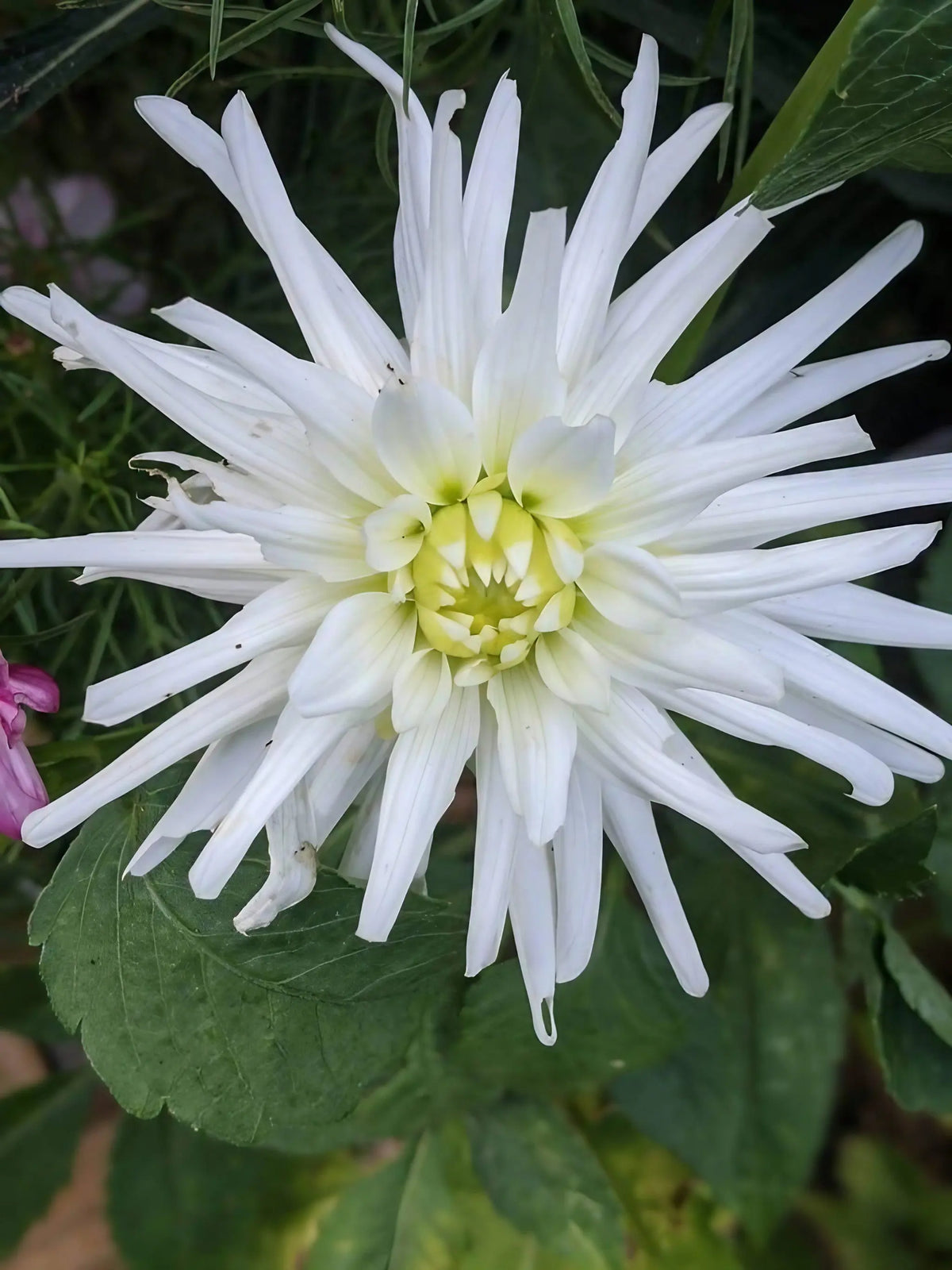 Dahlia Cactus Mixed – white bloom with long narrow petals and pale yellow centre