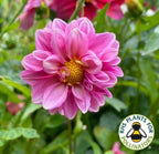 Dahlia Early Bird Mix – pink flower among foliage with RHS pollinator logo