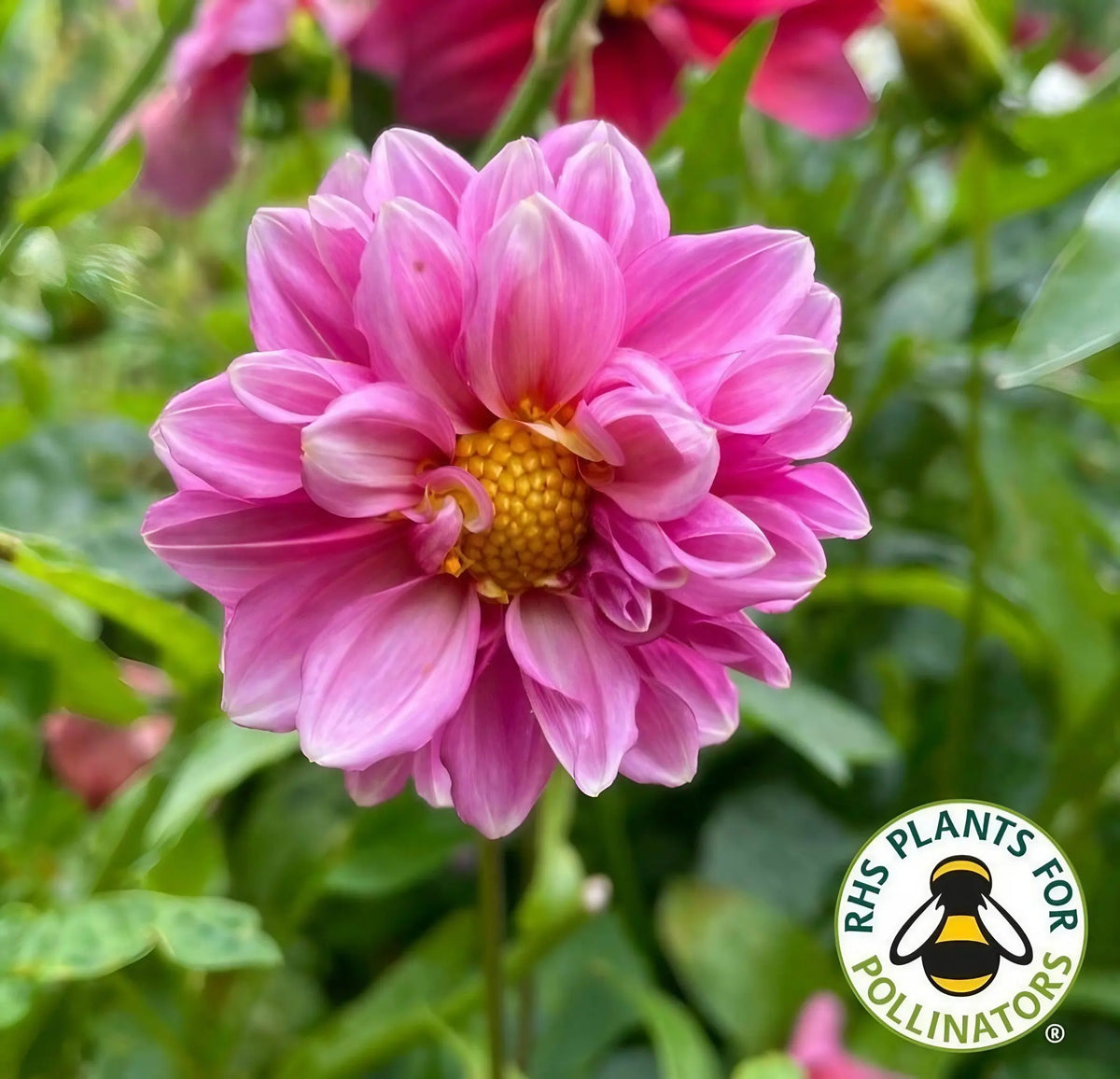 Dahlia Early Bird Mix – pink flower among foliage with RHS pollinator logo