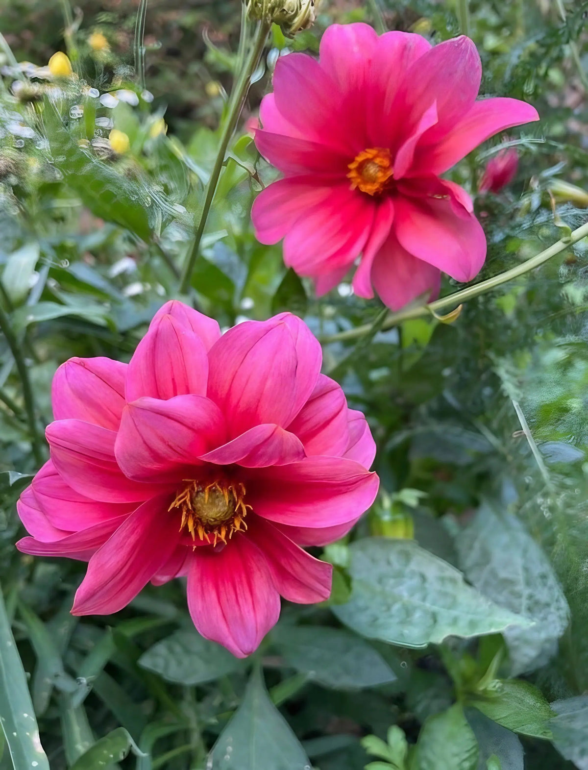 Two pink Dahlia Early Bird Mix flowers among foliage, one in sharp focus
